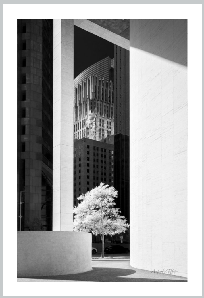 NE Tree in the Morning