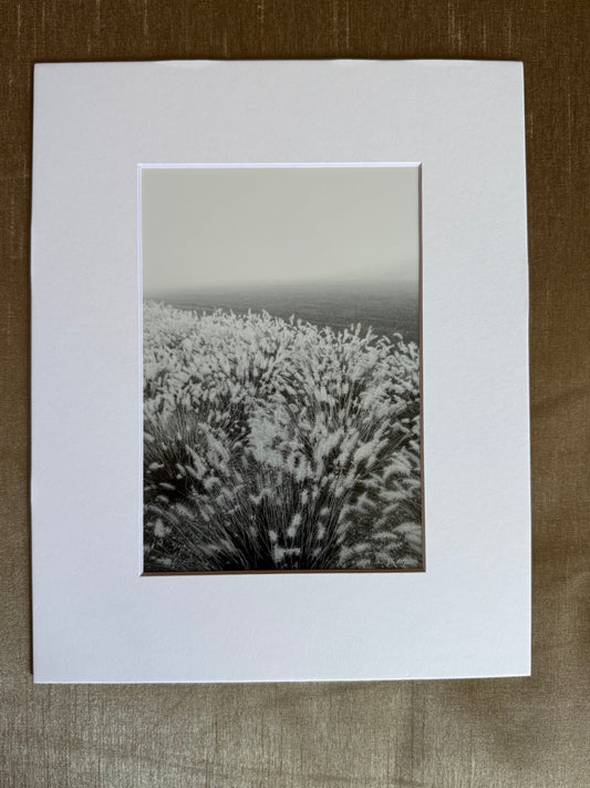 Morning Mist  / 5x7 Matted