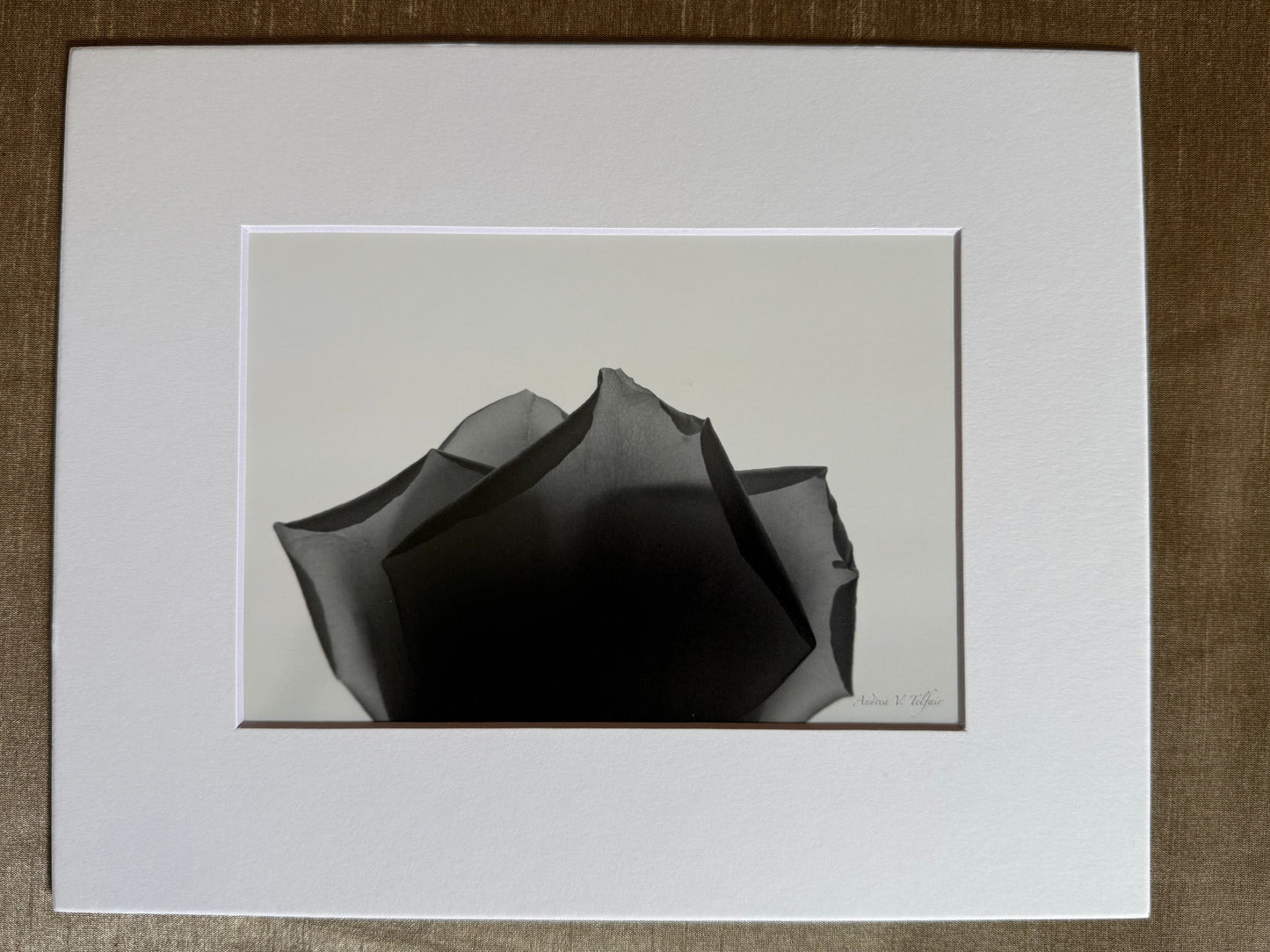Rose in Shadow / 5x7 Matted