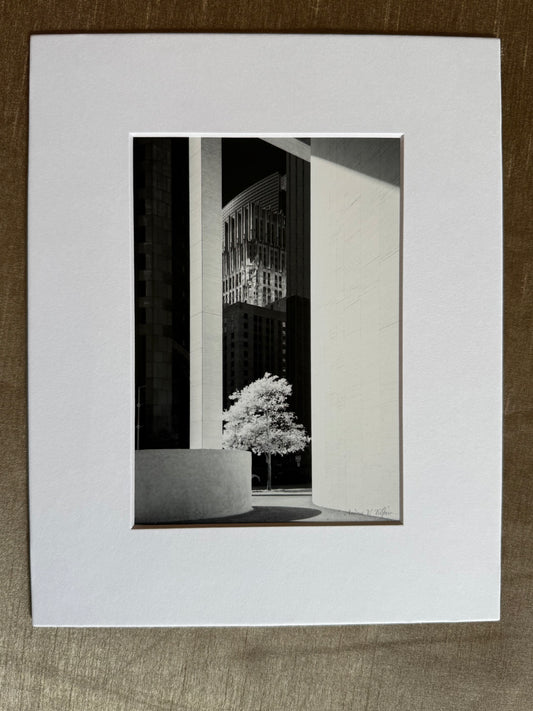 Tree in the Morning / 5x7 Matted