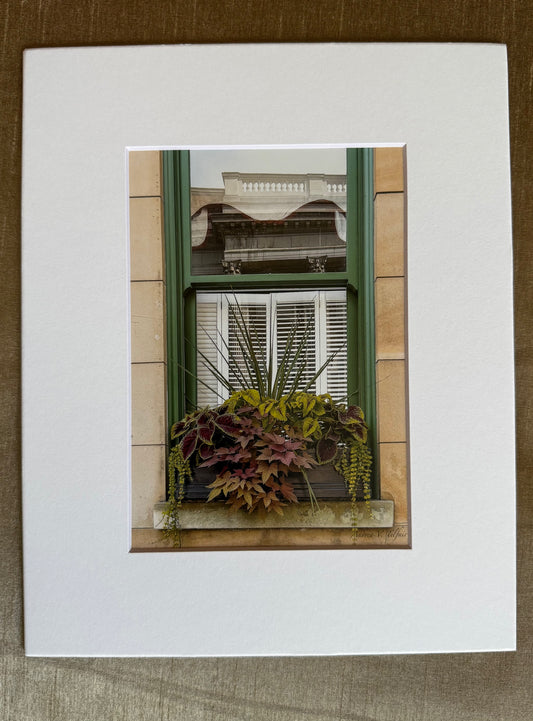 Plant Still Life / 5x7 Matted