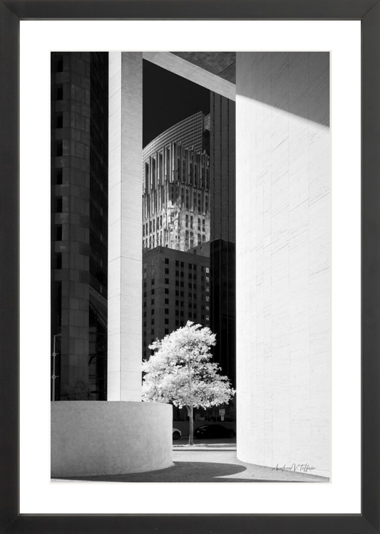 NE Tree in the Morning